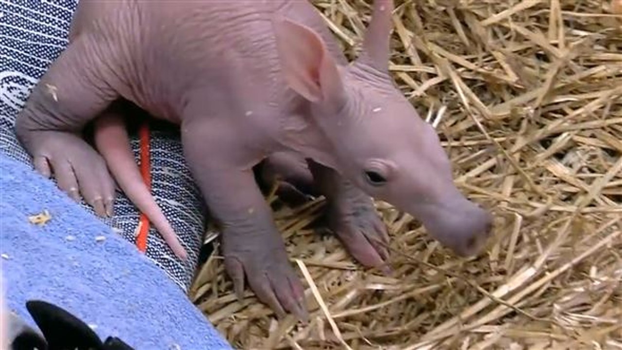 Tierische tollpatsche: erdferkel-baby wird überwacht