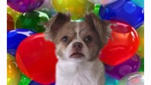 Happy Birthday! Please Subcribe! - Funny Birthday Videos