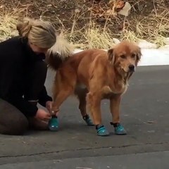 Hayvan sevgisini abartıp köpeğe işkence yapan kadın
