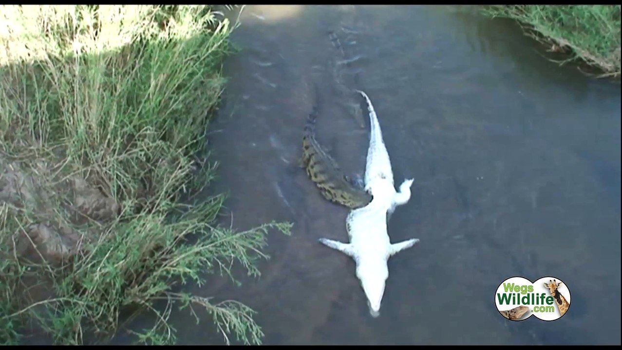 Des crocodiles dévorent un autre crocodile... Sans pitié