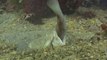 Ce poisson se cache dans le sable et surgit à une vitesse folle pour avaler d'autres poissons - Uranoscopidae ou Stargazer