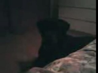 ROTTWEILER QUI VEUT PAS DORMIR