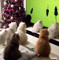 Tout ces chats essaient de chasser des souris sur un écran