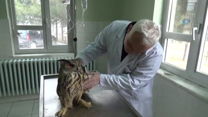 Vurulan 'Puhu' Kuşu Tedavi Altına Alındı