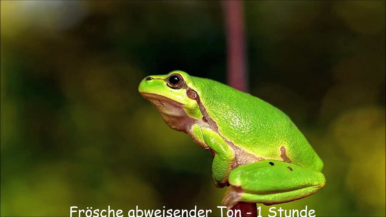 Frösche abweisender Ton - 1 Stunde