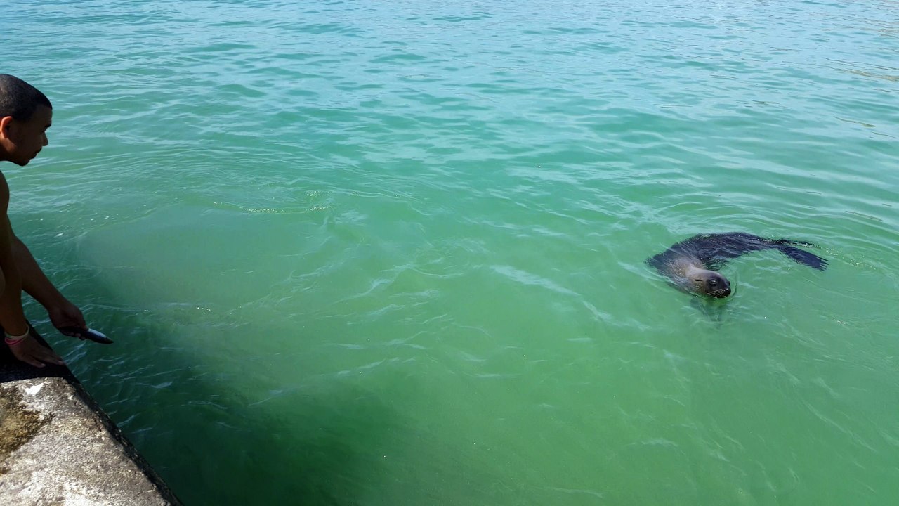 Seal begs for a fish
