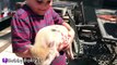 REAL SURPRISE Snorting PIGS! Horse   Farm Animals - Sheep and Goats Making Noise HobbyBabyTV-F4Tf