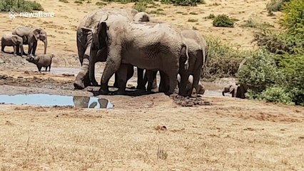 Rangers pull stricken baby elephant from mud hole