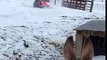 Ces chevaux se couchent de joie dans la neige !