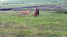 Courageux, ce chien s'en prend à des lions en pleine savane !