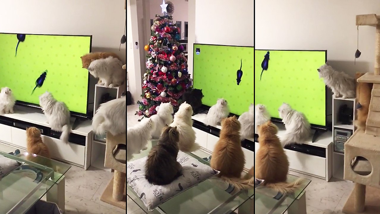 Chats vs Souris sur un écran