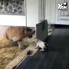 Đại chiến chó nhỏ vs mèo bự :))) 2 đứa cũng gan lắm cơ :3 :vNguồn trên clip :v