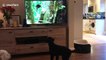 Dogs enjoy watching nature programme featuring a cat