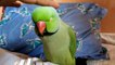 Cute Indian Ringneck parrot sweet voice