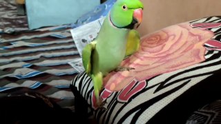 Ringneck parrot wake up mommy