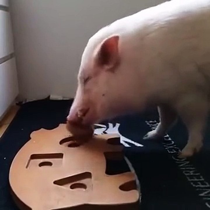 Maiale super intelligente