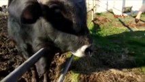 Tekirdağ Türkiye'nin İlk Klonlanan Sığırları Tekirdağ'a Getirildi