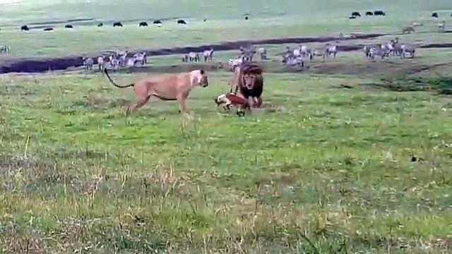 Ce chien s'en prend à des lions en pleine savane !