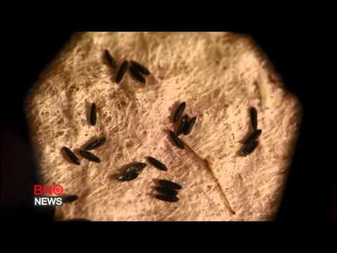 WHO says Zika virus 'spreading explosively,' calls emergency meeting