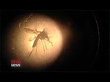 WHO Declares Zika Virus a Global Health Emergency