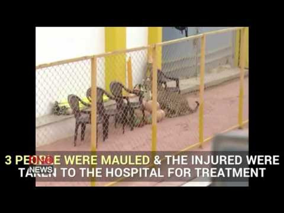 RAW: 100-pound male leopard escapes Indian Zoo after mauling three people