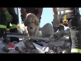 Golden retriever pulled alive from rubble 9 days after Italy quake