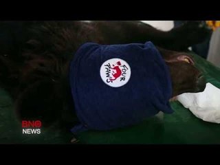 Aleppo Zoo animals rescued after 6 years
