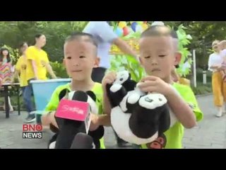 Panda Twins Celebrate First Birthday at Chongqing Zoo