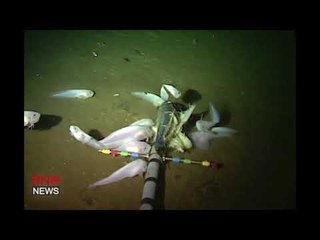 The Mariana Snailfish is the World's Deepest Dwelling Fish