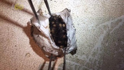 Video of Hundreds of Spiders Emerging From Egg Will Ruin Your Sleep