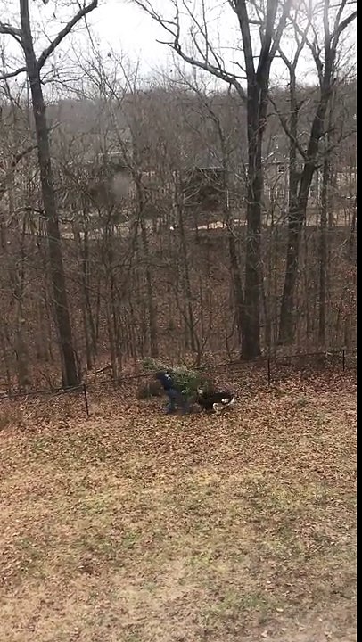 Des chiens ne veulent pas se séparer de leur sapin de noël