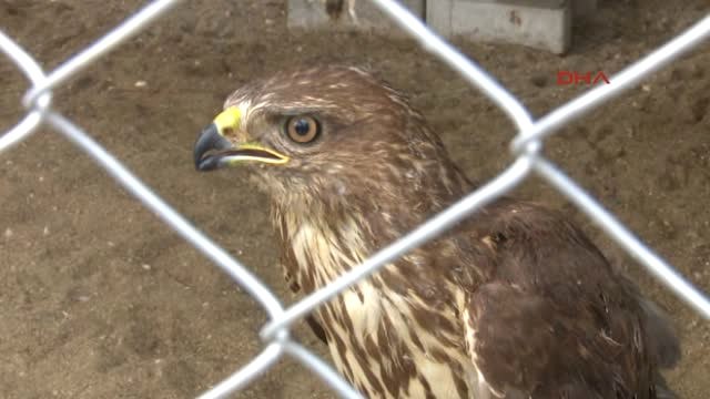 Antalya Tedavileri Tamamlanan Yaralı Hayvanlar Doğaya Salındı