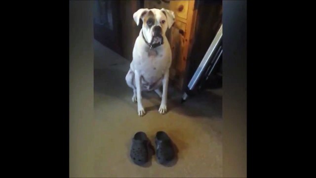 Ce chien a appris à marcher avec des crocs