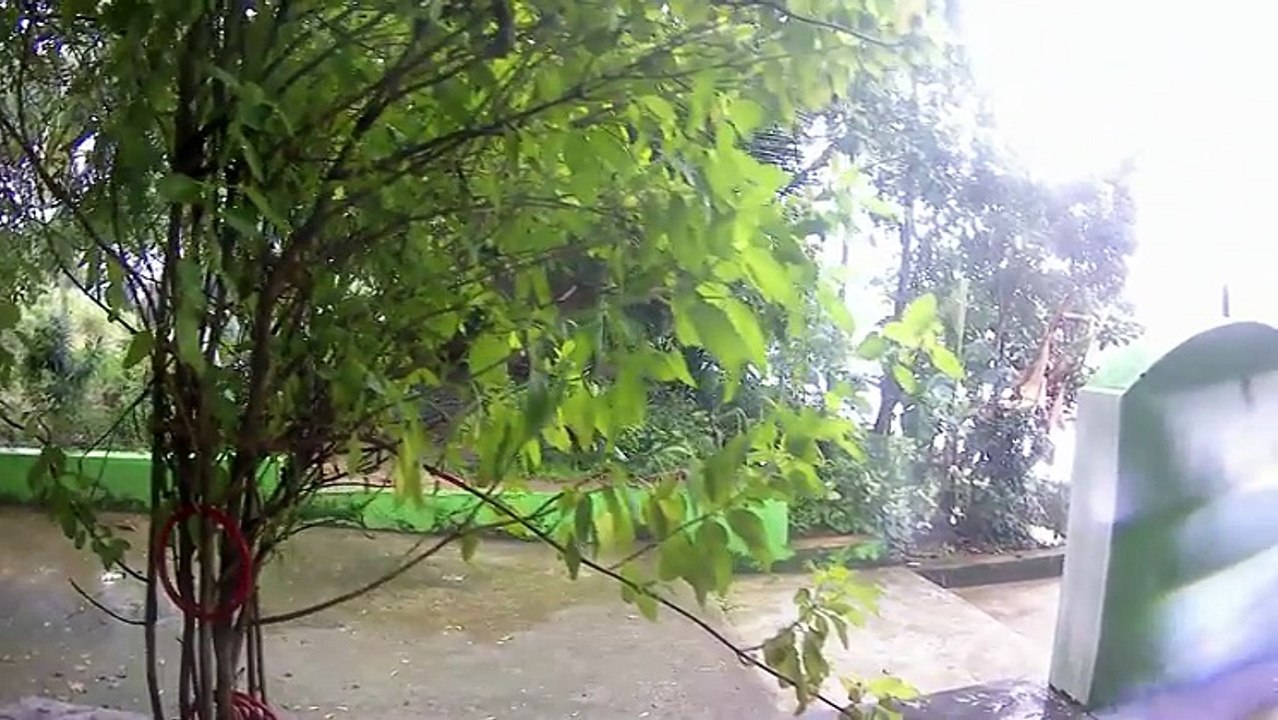 tulsi flower garden