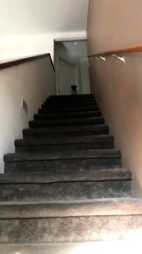 Un chien trop excité se casse la figure des escaliers