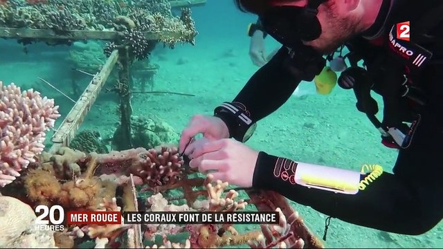 Environnement : l'incroyable résistance des coraux du golfe d'Aqaba