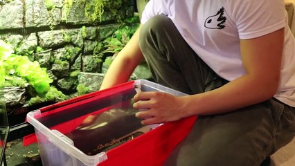 New Giant Leopard Gecko?!