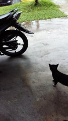 Cat Hops on Bike