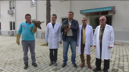 Tedavi Edilen 4 Kuş Doğaya Salındı