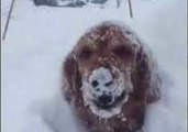 Golden Retriever Gus Enjoys Playtime in the Snow