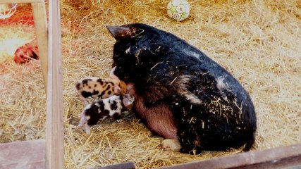 Kinderboerderij de Kerkestee - 4 Kune Kune biggetjes geboren / Hellevoetsluis 2018