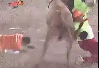 Boğanın intikamı çok acı oldu