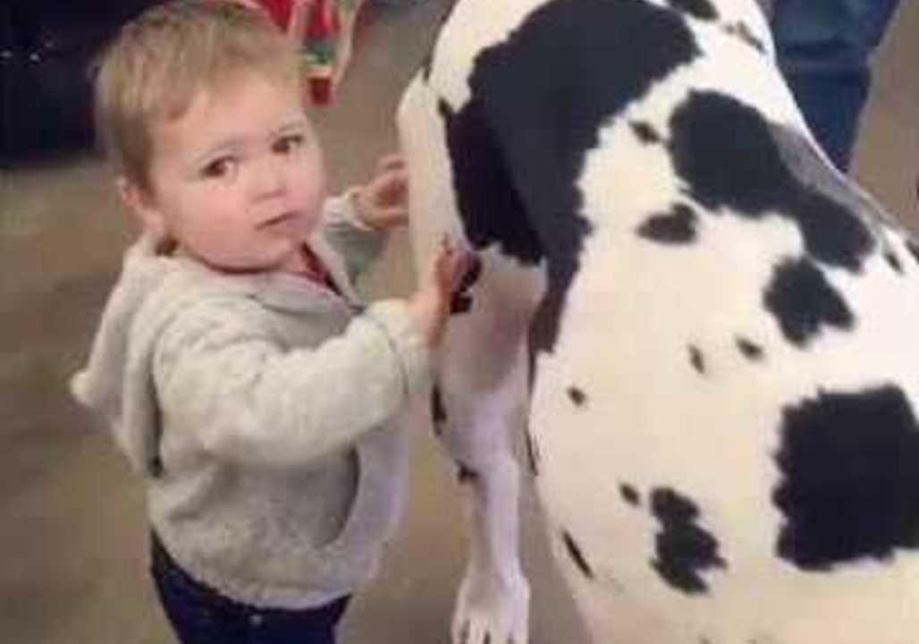 Toddler and Great Dane Are Pleased to Meet Each Other