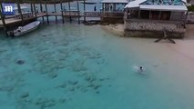 FOUR SHARKS swim up to boy in the Bahamas