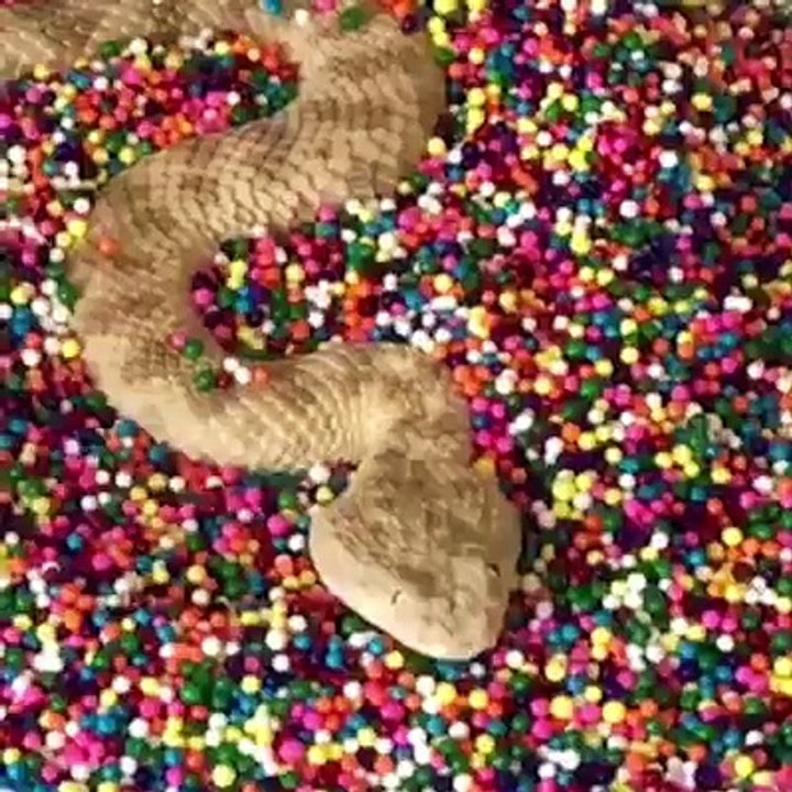 SSssssssssssssnakessssss! 