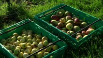 Apple Orchard and a Bit of Bobbing