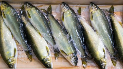 EU Parliament votes to ban electric pulse fishing