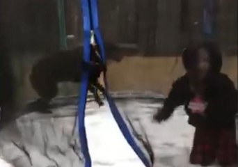 Dog Enjoys Jumping on Icy Trampoline in Texas