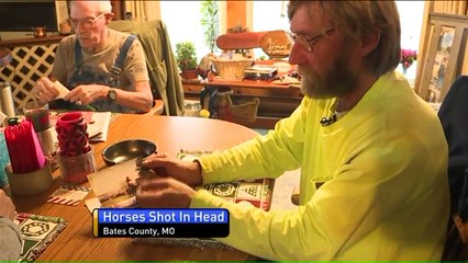 Reward Offered After Man's 2 Horses Shot in the Head in Rural Missouri