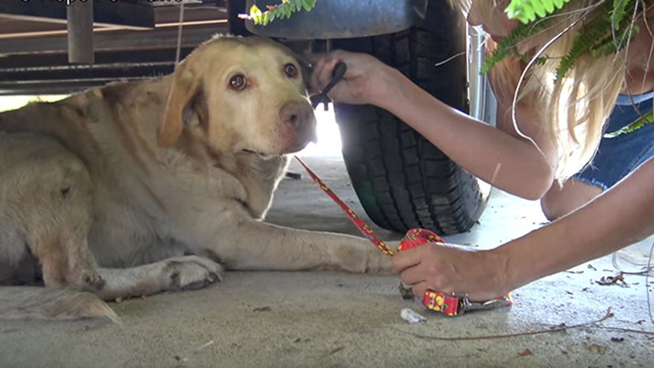 After A Life Of Breeding, Lab Gets To Be A Real Dog!